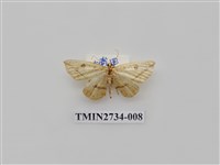藏品(尺蛾290)的圖片